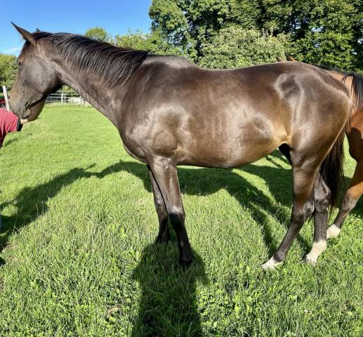 Jument el barone 111 z x balou du rouet