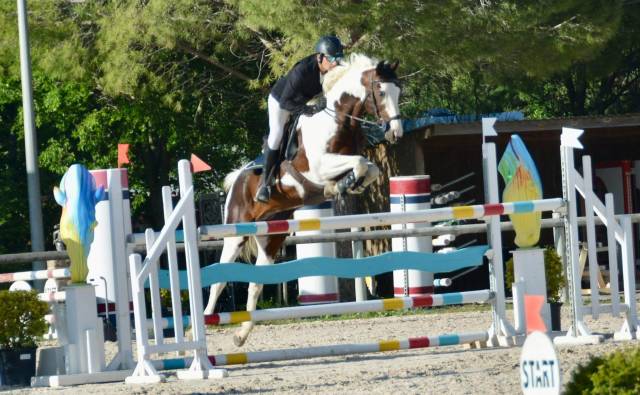 étalon sf pie homozygote