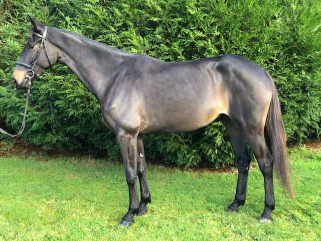 Poulinière kannan x sarastro