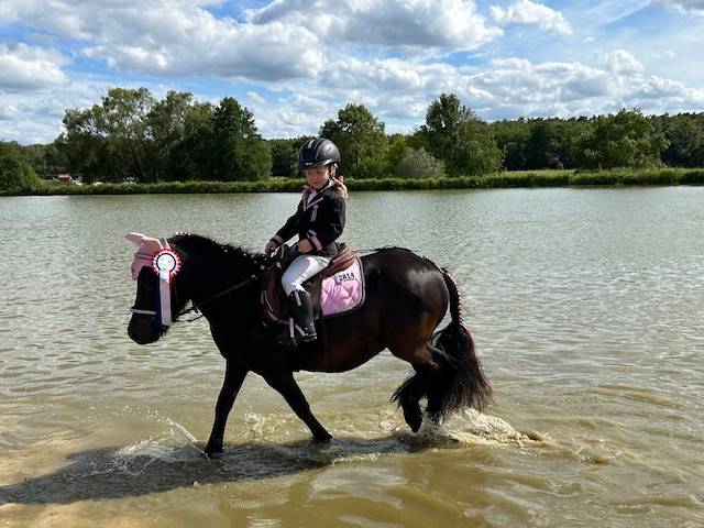 Vends jolie shetland 7 ans polyvalente
