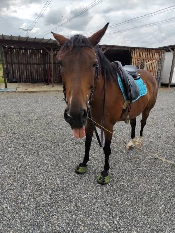 Hongre pur sang arabe, pp, 8 ans