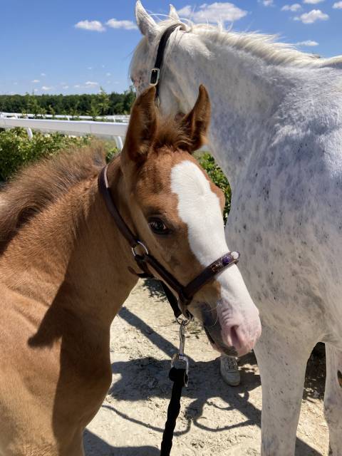 Mâle dsa de couleur