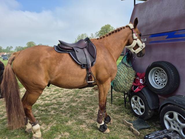 Selle cwd se03 fin 2024