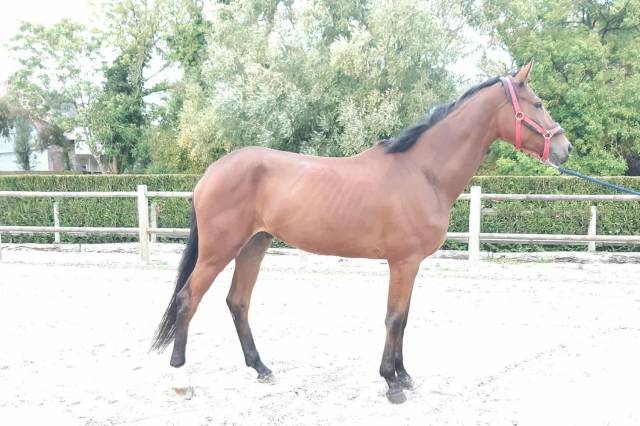 Hongre par ermitage kalone