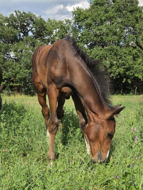 Poulains et pouliches sf 2025 top origines