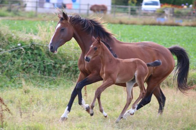 Pouliche anglo-arabe par hamdjani
