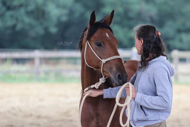 Jeune jument pour loisirs