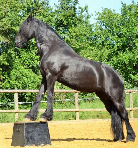 écurie petit chevaise près de sancerre