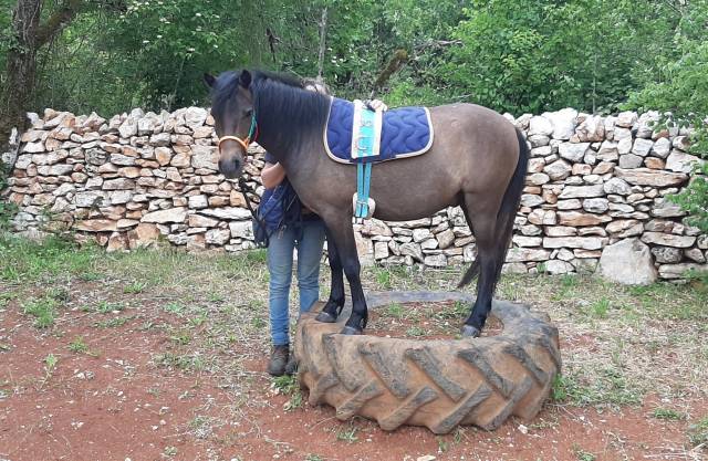 Gentil et joli poney partbred caspien