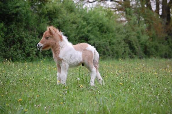 Poulain shetland pp