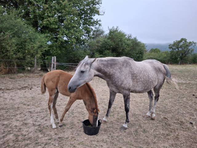 Jument psa loisir et poulinière, pleine (option suitée)