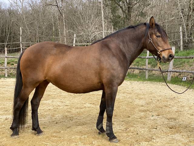 Julie de la goudelie