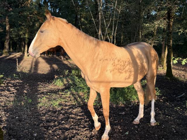 Akhal-téké pur sang à vendre