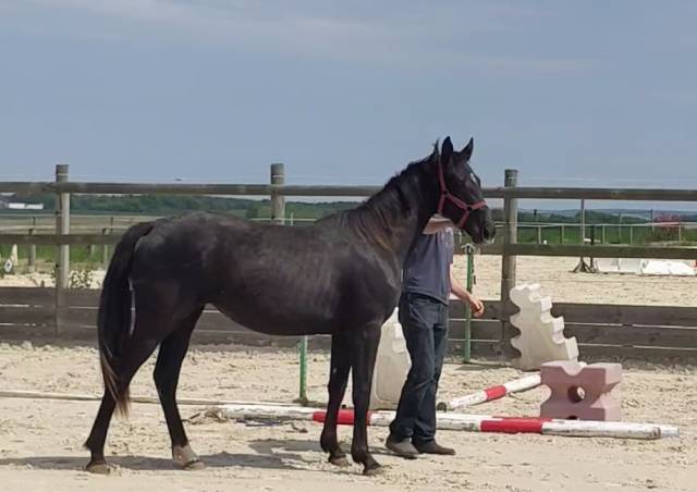 Pouliche 2 ans, croisement rare