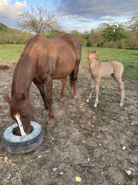 Jument quarter horse