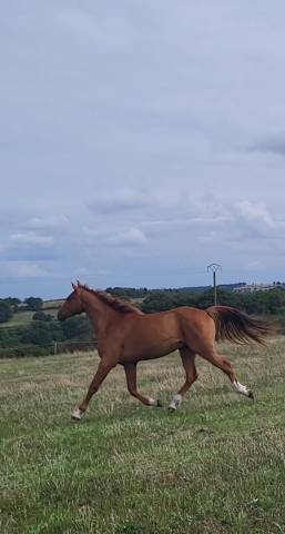 Hongre selle francais alezan 2 ans
