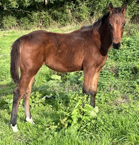 Poulain sf catchar mail x eyken des fontenis