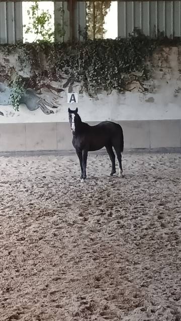 Hongre 3 ans. petits fils de by cera d'ick