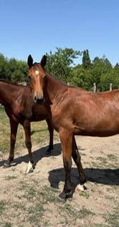 Pouliche sf 1 an oasis de gallet