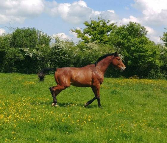 Selle français originel de 3 ans en 2026