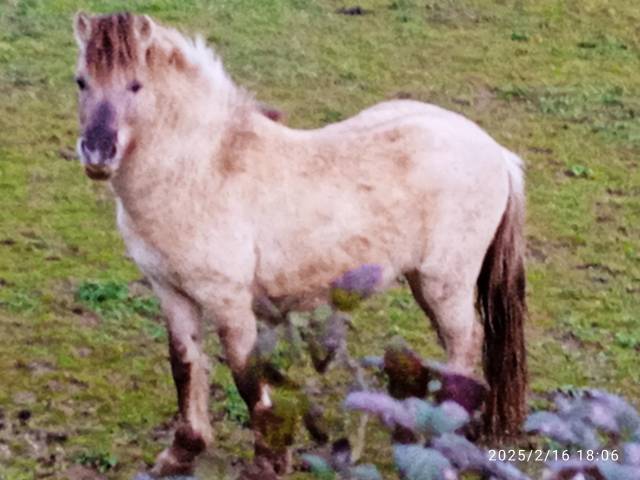 Cheval fiord en vente