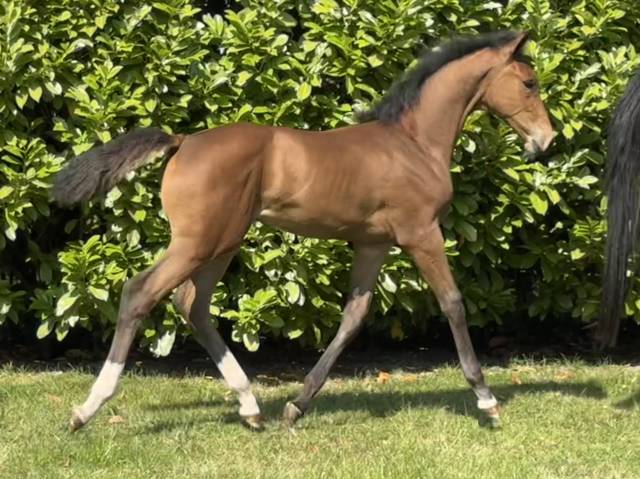 à vendre pouliche par hardrock z