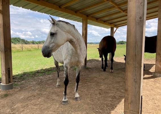 Pension pré ou box/paddock