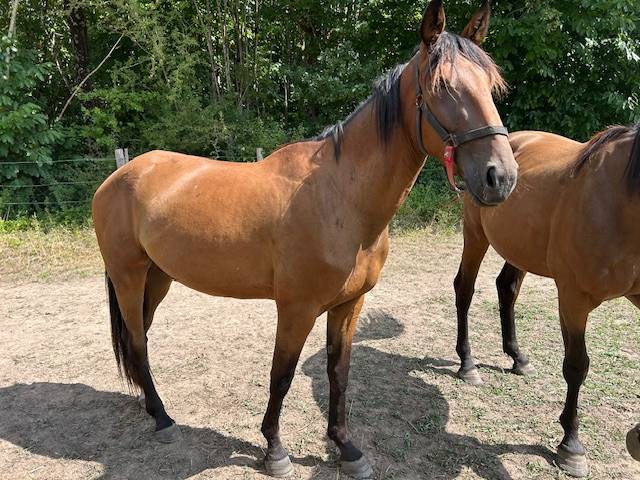 Propose mattéo d'aura, hongre trotteur 4a pour loisir