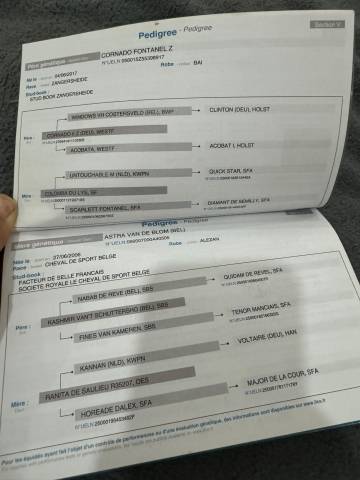 Magnifique jument 3 ans tres prometteuse, top souches!