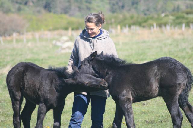 Poulains pouliches mérens