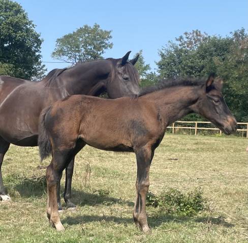 Top pouliche sfo 2025 : 4 grands-parents > 145