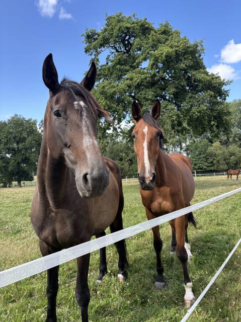 Pension et dépôt vente - écurie de fly