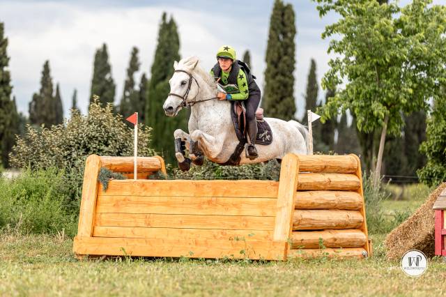 Hongre connemara. poney de sport.