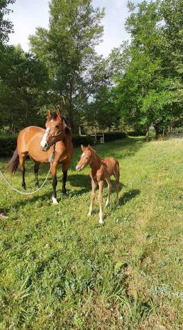 Jument selle français