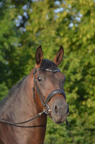 Hongre 4 ans dressage