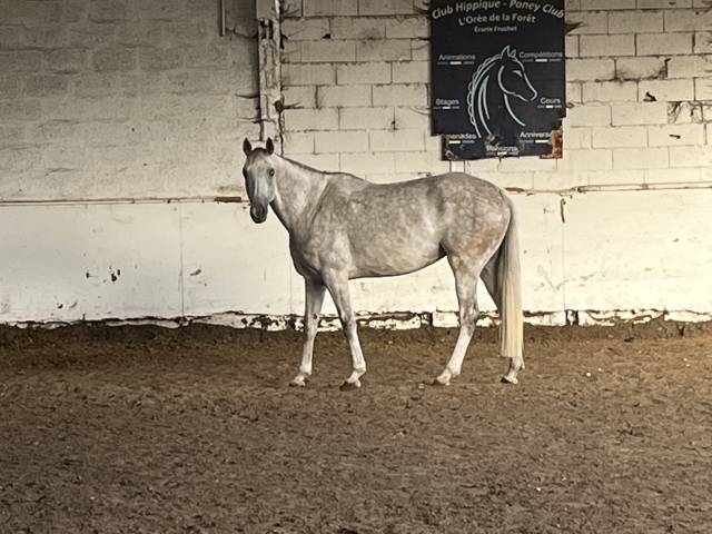 Jument selle français 9 ans
