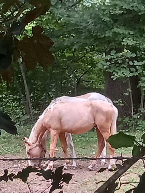 Poulain palomino né en juin 2024