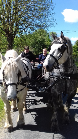 Vends 2 chevaux percherons dressés en attelés en paire