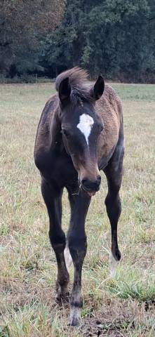 Belle pouliche de l année