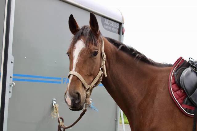 Cheval pour loisir cso/randonnée