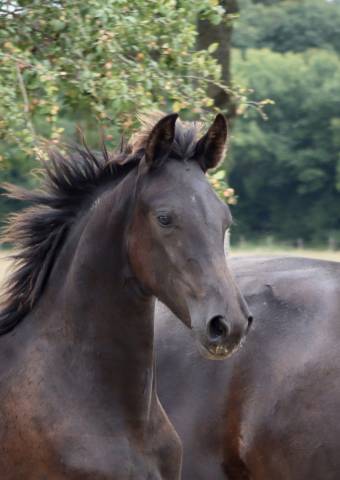 Superbe grande pouliche pure arabo-frison