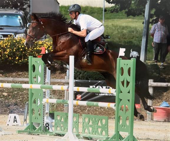 A vendre hongre bai 12 ans polyvalent