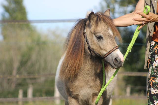 Orolim laprequel, hongre mini-shetland pp pie isabelle