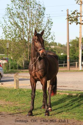 Hongre dressage emotion st val/karamel de lauture