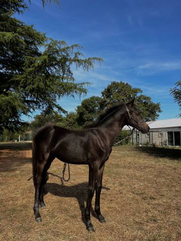 Poney d de sport allemand cce/dressage