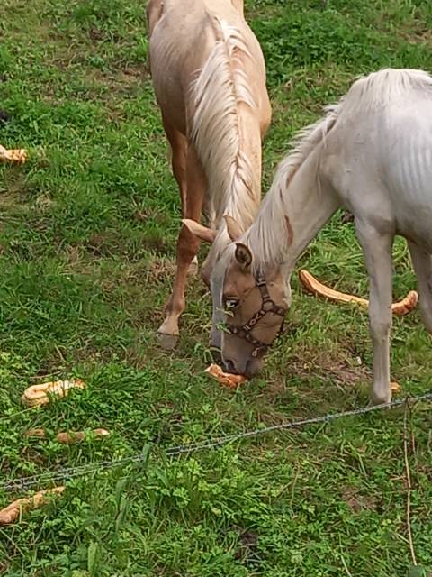 Poulain pie palomino de 2024