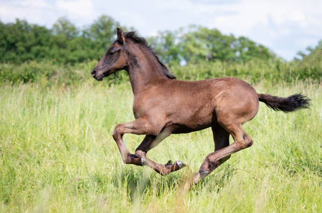 Poulain frison plein papier kfps, dragar