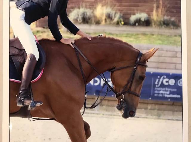 8 ans. selle irlandais pour am1-elite