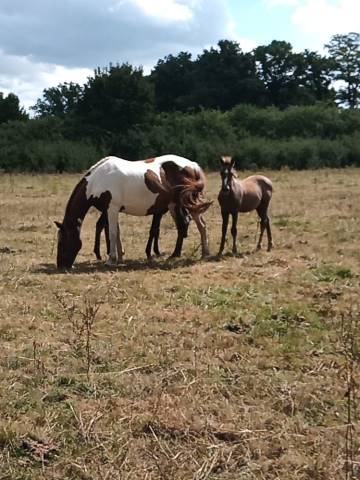 Vends chevaux et poneys