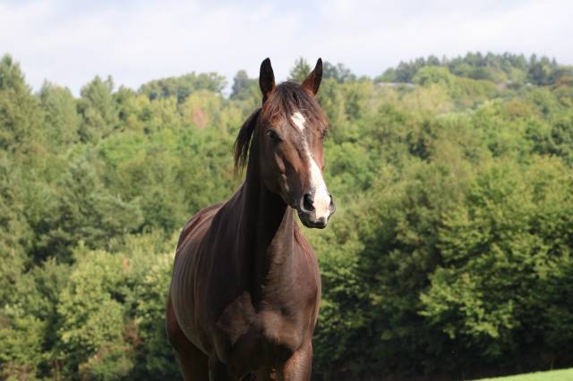 Pur sang / typhon des rocks